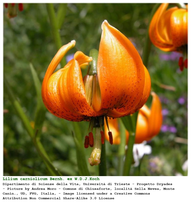 Lilium carniolicum Bernh. ex W.D.J.Koch